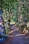 Spain-Galicia Foggy morning on the Camino de Santiago between Morgade and Portomarin Art Print